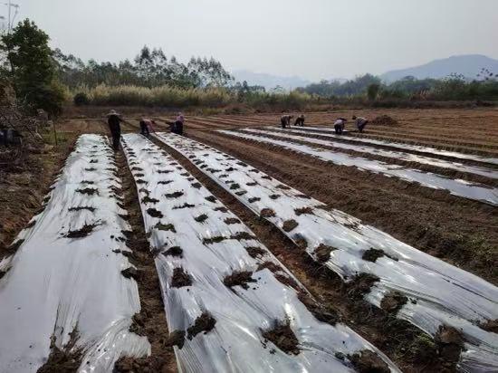 广东省开封县渔涝白沙塘“村委会+工作队”模式,实施花生番薯轮作