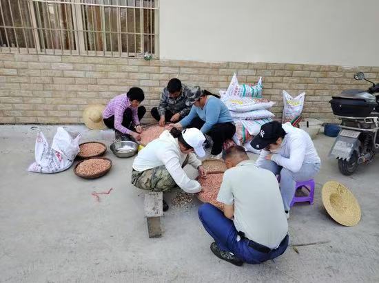 广东省开封县渔涝白沙塘“村委会+工作队”模式,实施花生番薯轮作