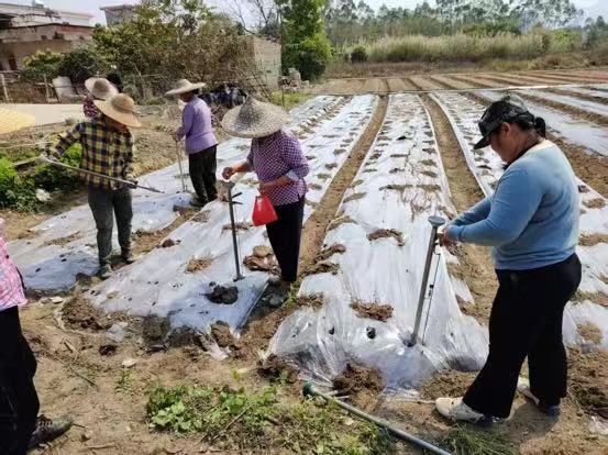 广东省开封县渔涝白沙塘“村委会+工作队”模式,实施花生番薯轮作