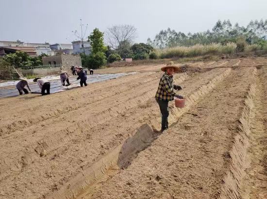 广东省开封县渔涝白沙塘“村委会+工作队”模式,实施花生番薯轮作