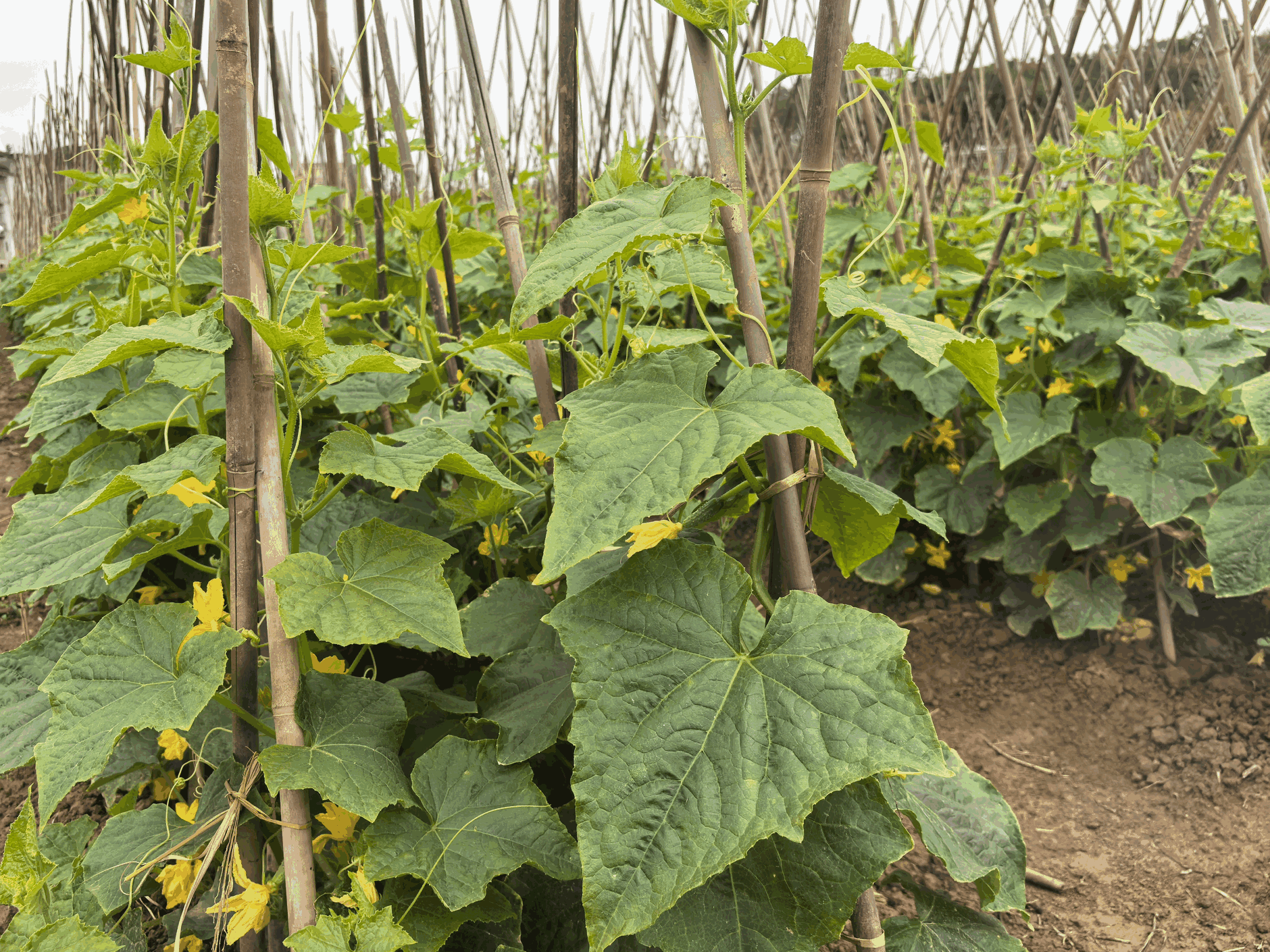 封开平凤小黄瓜大产业、未来可期