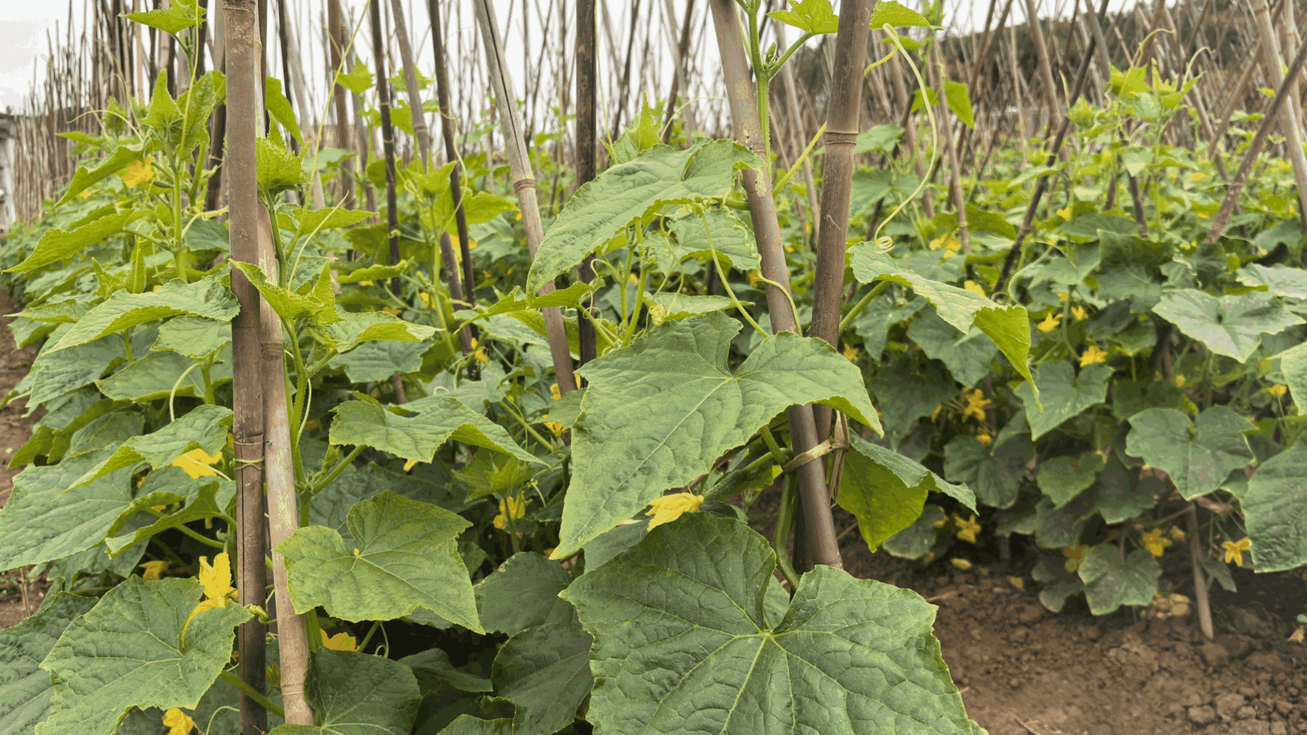 封开平凤小黄瓜大产业、未来可期