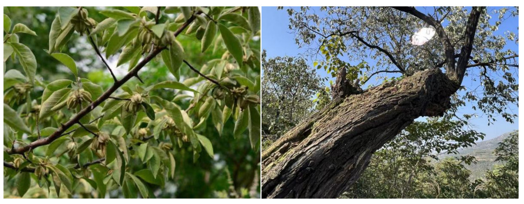 国宝树绽新绿，共富路惠民生 ——阜阳翅果油树激活农业新动能