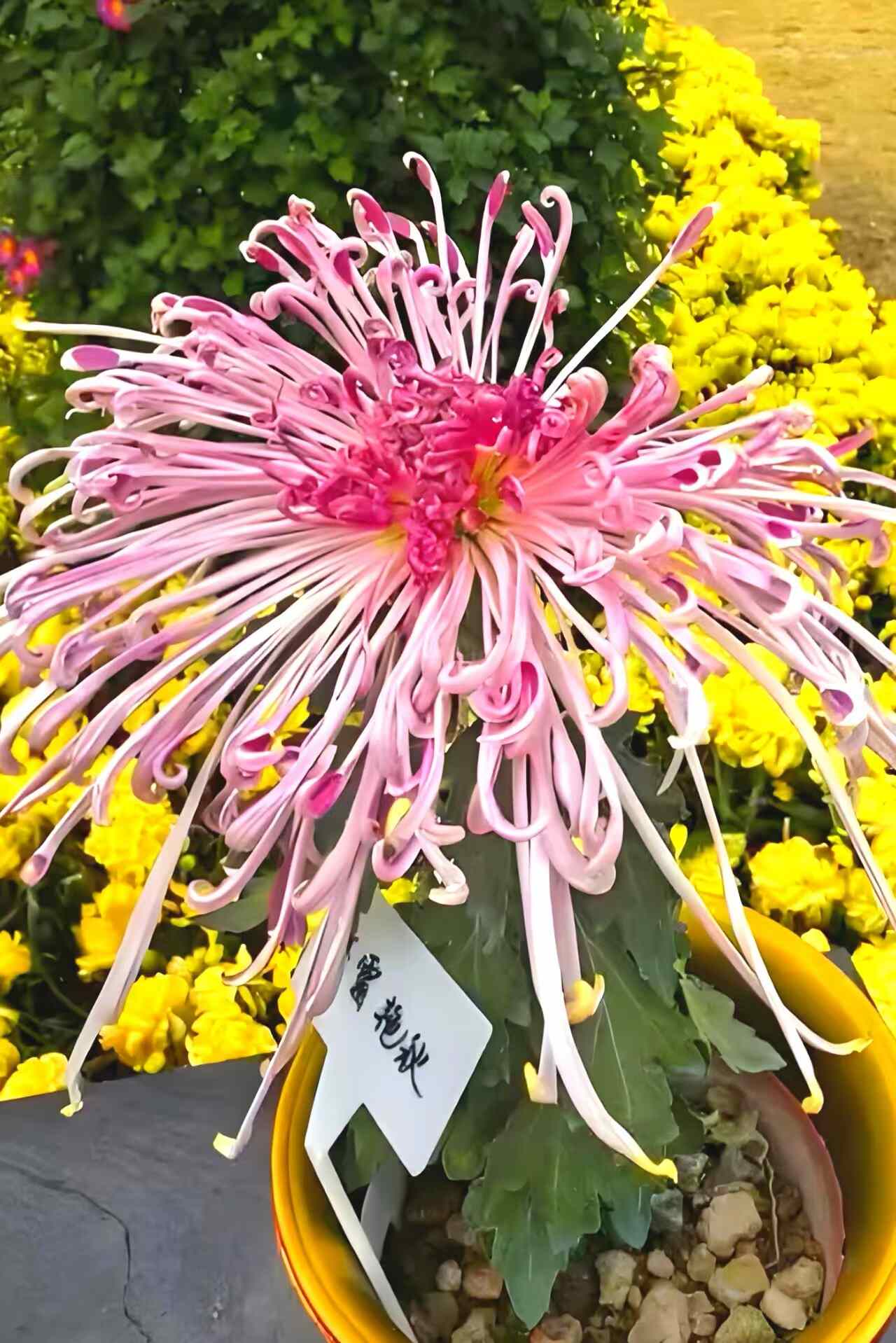 湾区秋日盛宴：小榄菊花会梦幻登场，AI互动与灯光秀邀您共赏“昼夜双景”