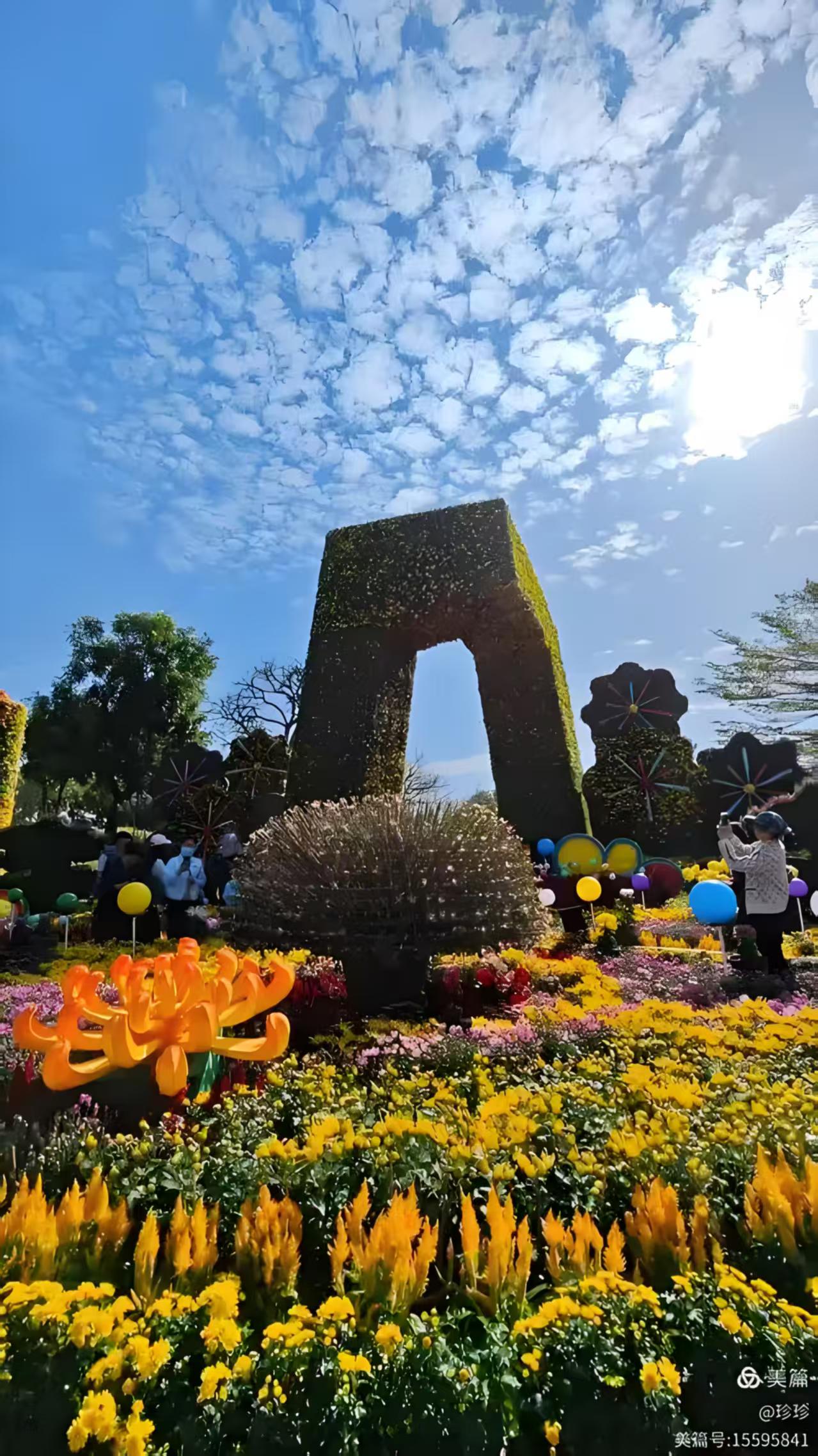 湾区秋日盛宴：小榄菊花会梦幻登场，AI互动与灯光秀邀您共赏“昼夜双景”