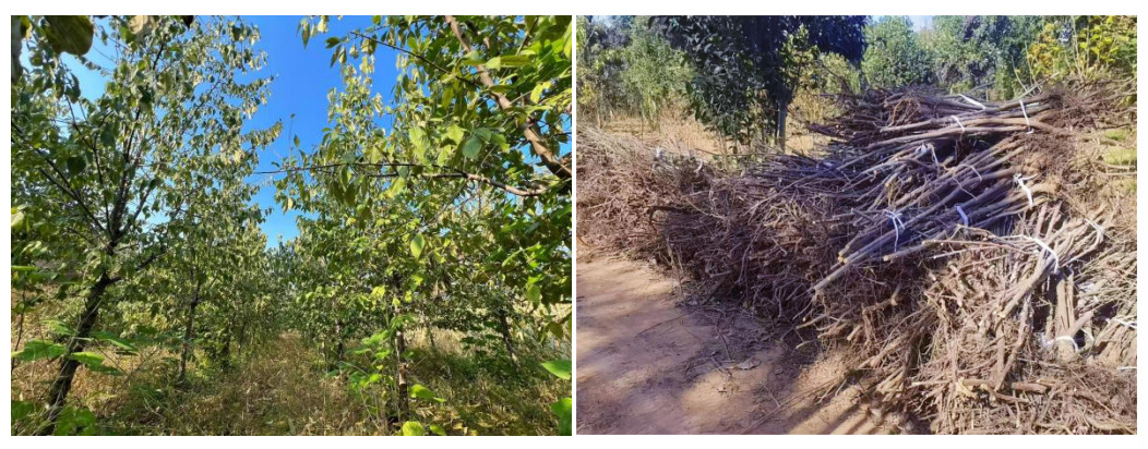 国宝树绽新绿，共富路惠民生 ——阜阳翅果油树激活农业新动能