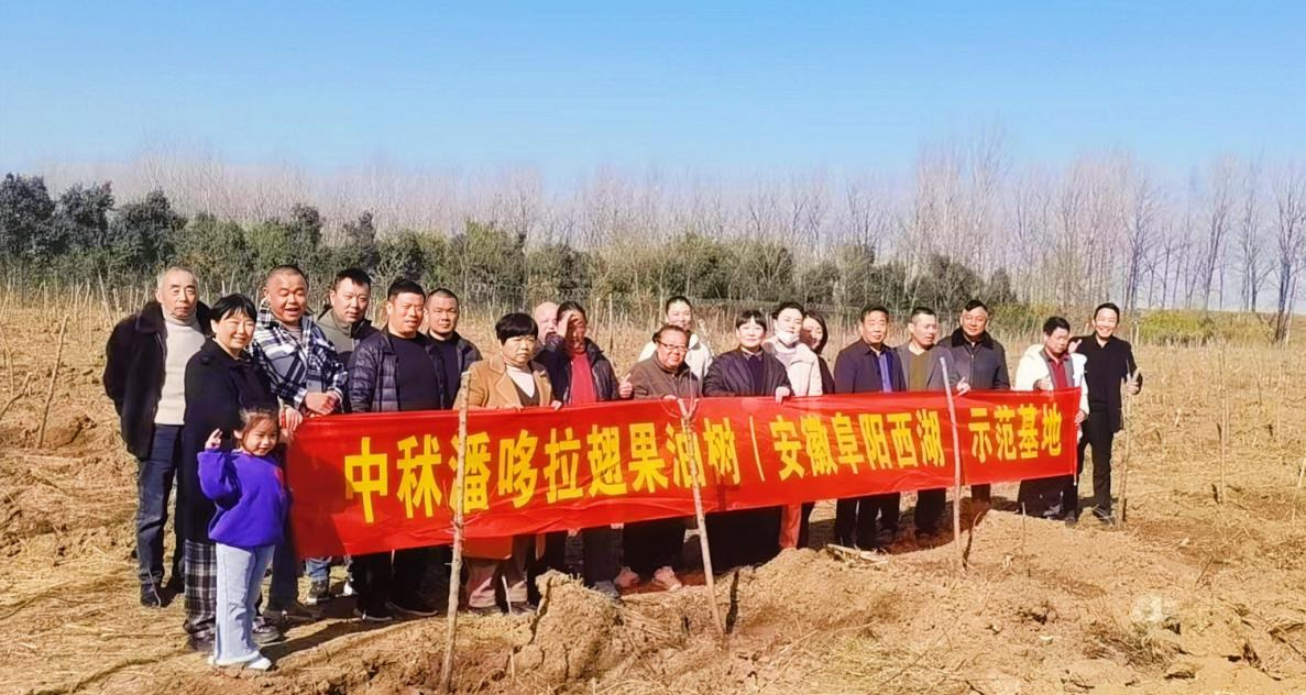 国宝树绽新绿，共富路惠民生 ——阜阳翅果油树激活农业新动能