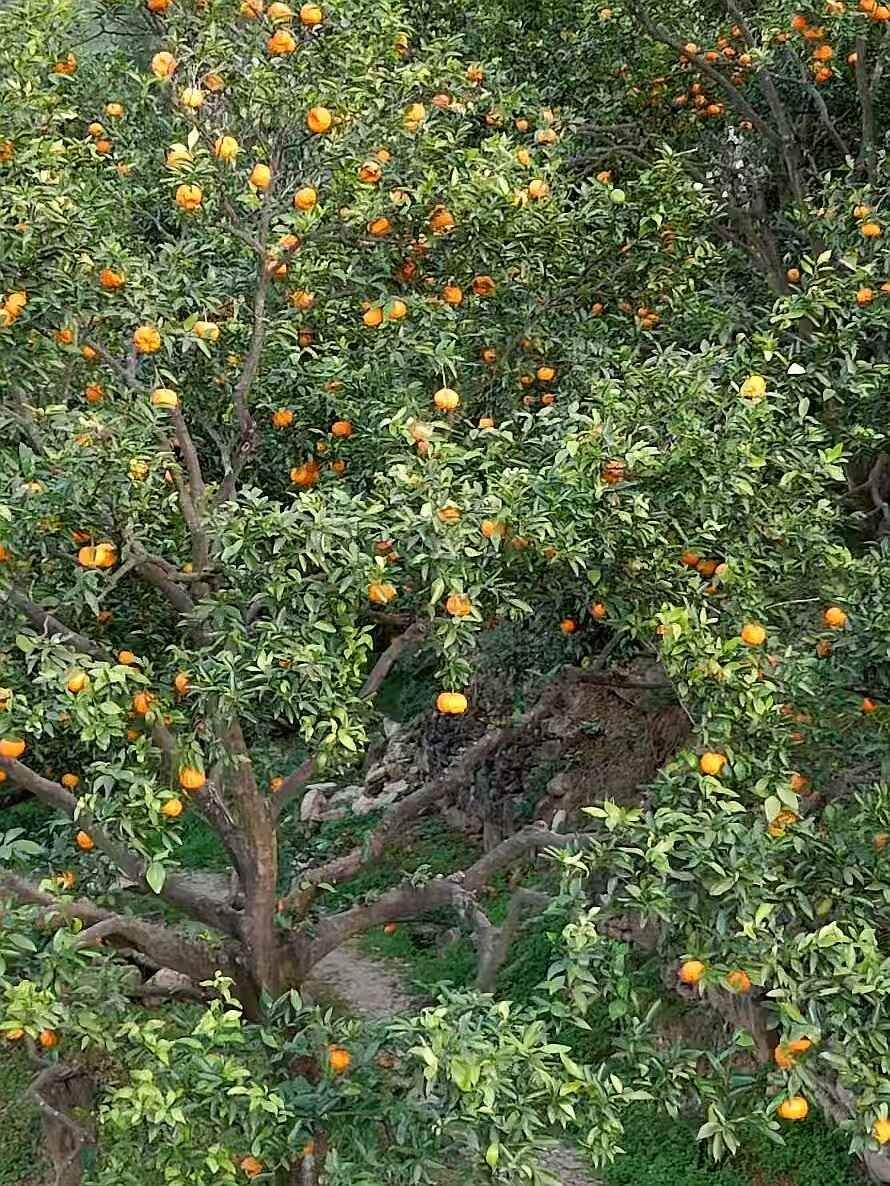 旬阳狮头柑甜蜜上市，秦岭孕育的“黄金果”
