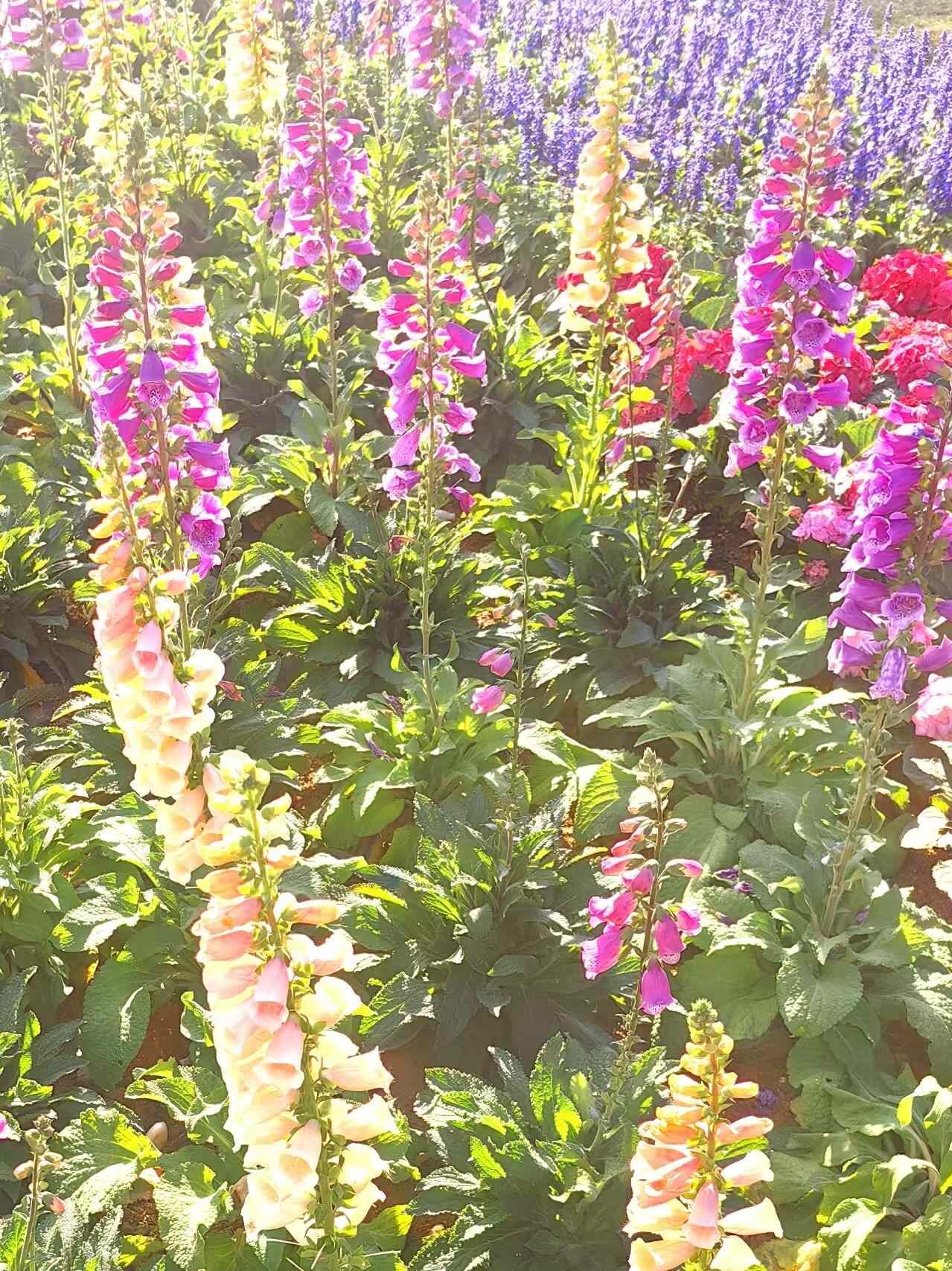 澳门“紫色花田”冬季花卉展揭幕——以花为纽带，展现中西文化交融魅力