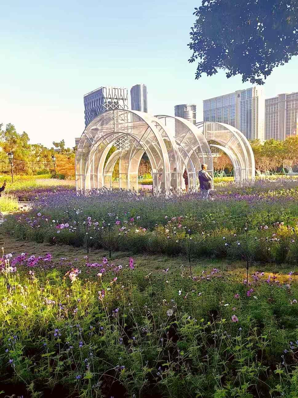 澳门“紫色花田”冬季花卉展揭幕——以花为纽带，展现中西文化交融魅力