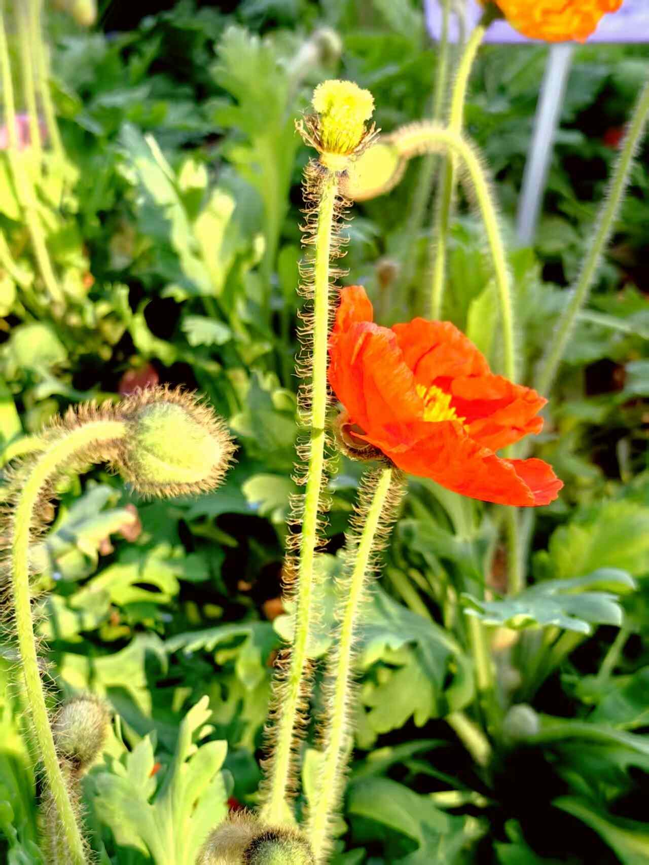 澳门“紫色花田”冬季花卉展揭幕——以花为纽带，展现中西文化交融魅力