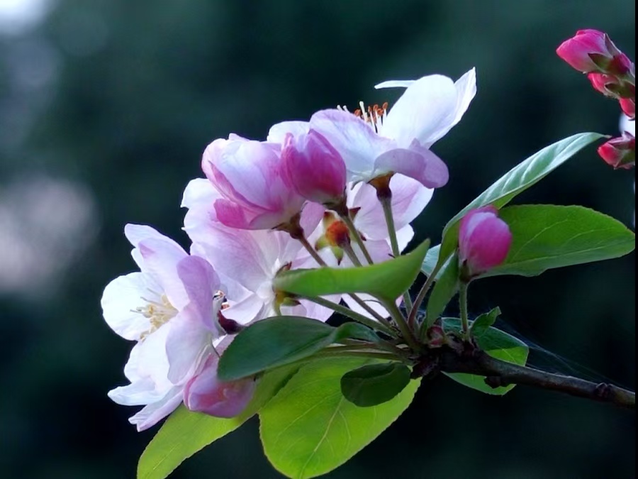 春启锦城花正好 龙舟路上觅闲香 亚视文旅蓉城三月踏春纪实