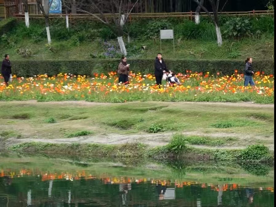 春启锦城花正好 龙舟路上觅闲香 亚视文旅蓉城三月踏春纪实